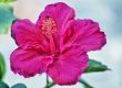 pink hibiscus flower